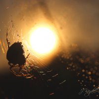 *** :: Елена Kазак (selena1965) *** :: Елена Kазак (selena1965)