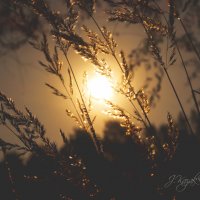 *** :: Елена Kазак (selena1965) *** :: Елена Kазак (selena1965)