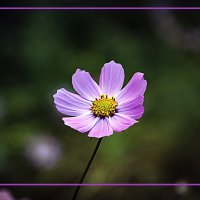 Одинокий бродяга :: Владимир Кроливец