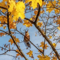 Осень :: Владимир Колесников