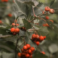 Боярышник :: Michel 