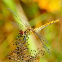 опять про стрекоз 11 :: Александр Прокудин