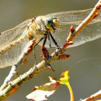 опять про стрекоз 14 :: Александр Прокудин