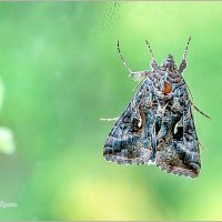 Про бабочек... :: Aquarius - Сергей Про бабочек... :: Aquarius - Сергей