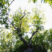 Солнце, зелень, два ствола :: Александр Чашин Солнце, зелень, два ствола :: Александр Чашин