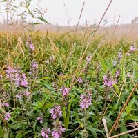 Чистец болотный :: Veera V Чистец болотный :: Veera V