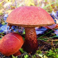 Сентябрь подрумянил! :: Владимир 