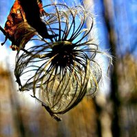 Осень...Семя-пуховик княжика сибирского! :: Владимир 