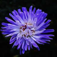 Астра :: Рита Симонова