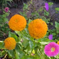 Циния. :: Ольга Циния. :: Ольга