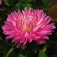 Во всей красе :: Людмила Смородинская Во всей красе :: Людмила Смородинская