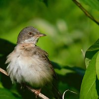 Серая славка :: Лина 