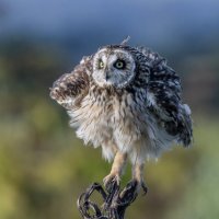 сова болотная :: юрий макаров сова болотная :: юрий макаров