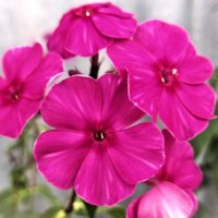 Флокс :: Наталья 