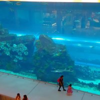 Аквариум Дубай-молла :: Ольга Аквариум Дубай-молла :: Ольга