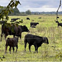Блэк Ангусы. :: Валерия Комова