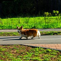 Корги :: Сергей Михайлов Корги :: Сергей Михайлов