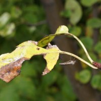 Осень, комар... :: Андрей Катков