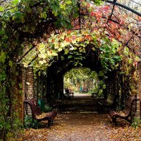 Удивительная пергола,,,, :: Анатолий Колосов