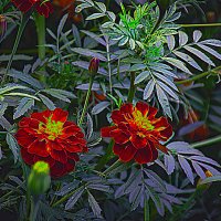 БАРХАТЦЫ :: Владимир Кроливец