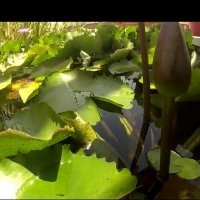 113 (91) :: CLOSE WAYS ALL