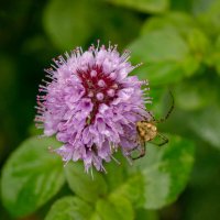 Уходящий... :: Николай Гирш Уходящий... :: Николай Гирш
