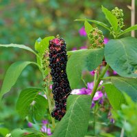 Лаконос созрел :: Светлана 