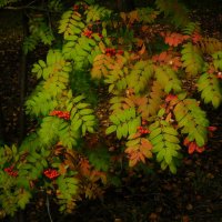 Осень :: ирина 