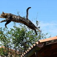 Кот летун :: Светлана