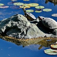 Мы на Солнышке лежим... :: Николай Саржанов