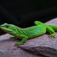 Ящерица :: Aleksey Afonin