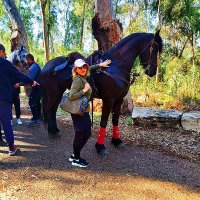 ВОРОНОЙ   КОНЬ :: Анатолий Малобродский