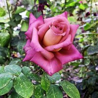 Роза. :: Вячеслав. Синицын