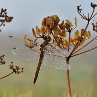 Брошь :: Роман Пацкевич
