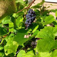 ветка винограда :: Владимир 