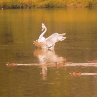 Царевна лебедь :: Сергей Кочнев