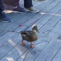 Утка на причале. :: Alex 711402