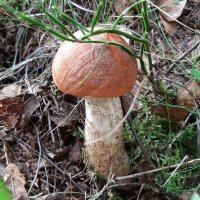 Про грибы :: Наталья Герасимова Про грибы :: Наталья Герасимова