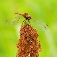 опять про стрекоз 18 :: Александр Прокудин