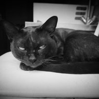 Разрешение на съёмку есть? :: Магомед .