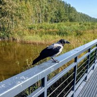 Серая ворона :: Veera V