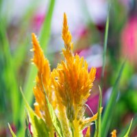 *** :: Виктор Иванович Чернюк