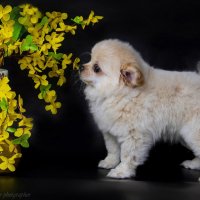 Померанец :: Светлана Ищенко