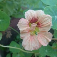 Красавица :: Митя Дмитрий Митя