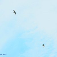 Чайки :: Александр Чашин