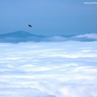 Стриж над облаками :: Александр Чашин