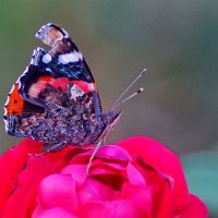 * :: Николай Саржанов