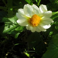 Георгина  белая :: Валентин Семчишин