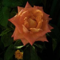 Оранжевая роза Флорибунда :: Валентин Семчишин Оранжевая роза Флорибунда :: Валентин Семчишин