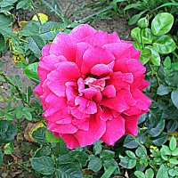 Цветы. :: Владимир Драгунский Цветы. :: Владимир Драгунский